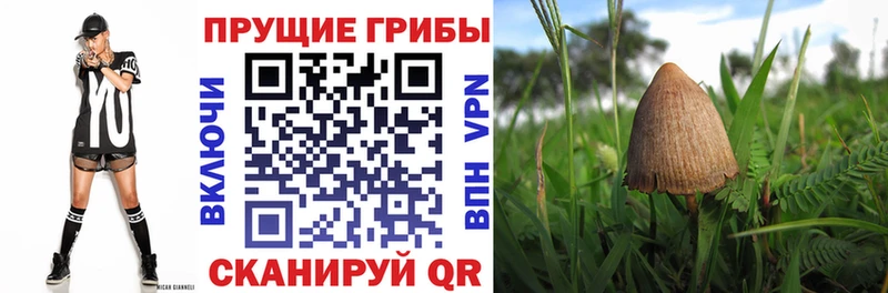 Галлюциногенные грибы мицелий  даркнет сайт  дарк нет как зайти  Губаха 